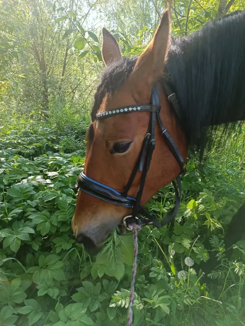 Konnyy Dvor "Yuventa"