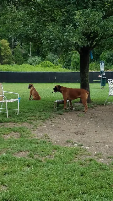 French Dog Park