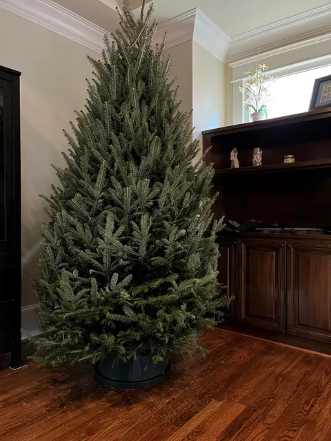 Trees for Tuition Christmas Trees