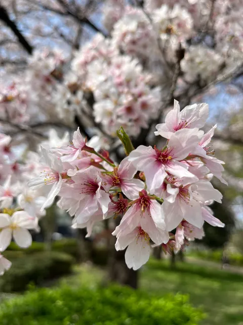Adachi Kuritsu Suwaki Daiichi Park