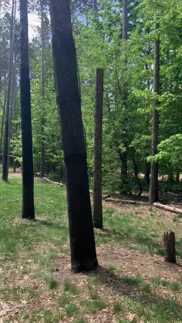 Blue Ribbon Pines Disc Golf Course