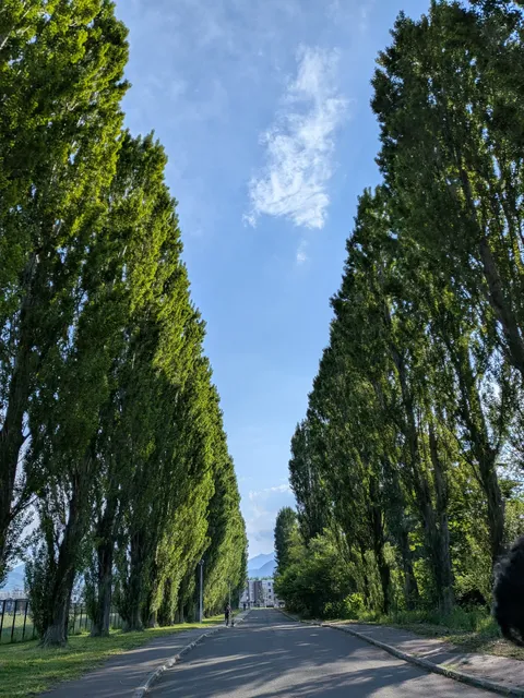 Heisei period Poplar Avenue