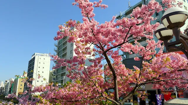 Kawazu-Zakura next to Tokyo Skytree