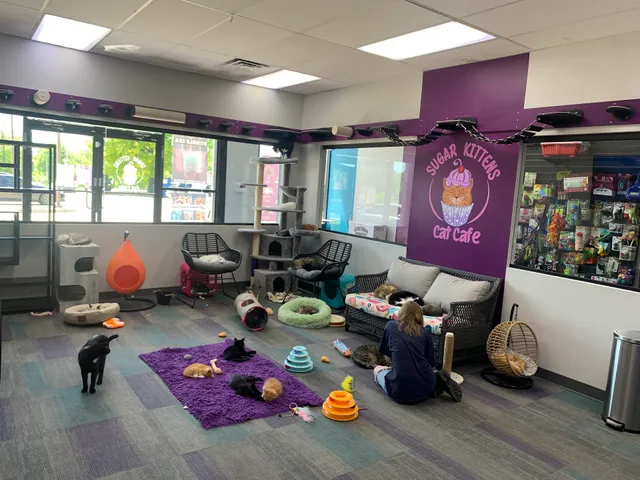 Sugar Kittens Cat Cafe & Cattery