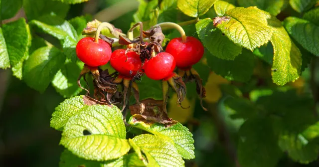 Ferienwohnung und Pension im Harz - Grüne Insel