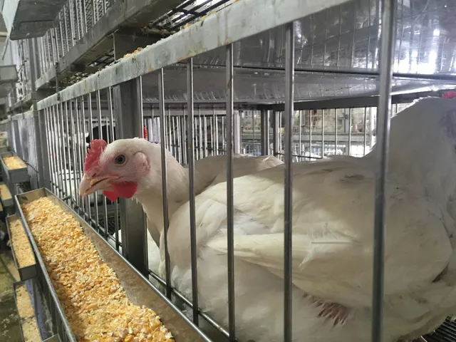 Zamzam Live Poultry II Corp.