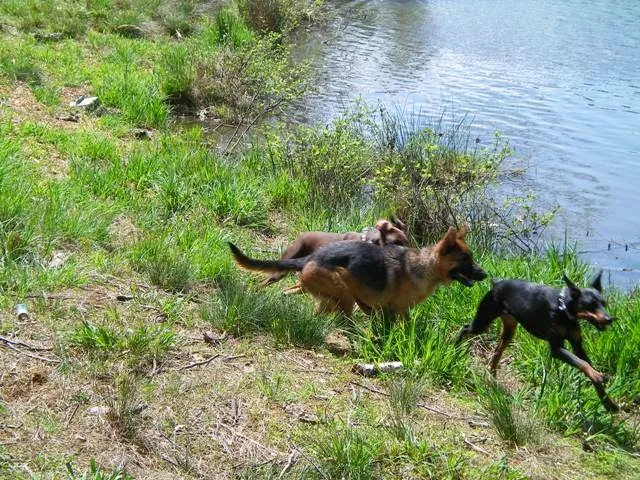 Dog Academy of NC, LLC