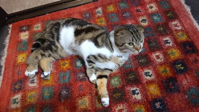 ねこのみみ にゃんきょ