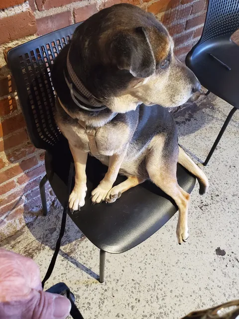 Jefferson Animal Hospital