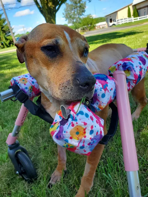 Perrysburg Animal Hospital