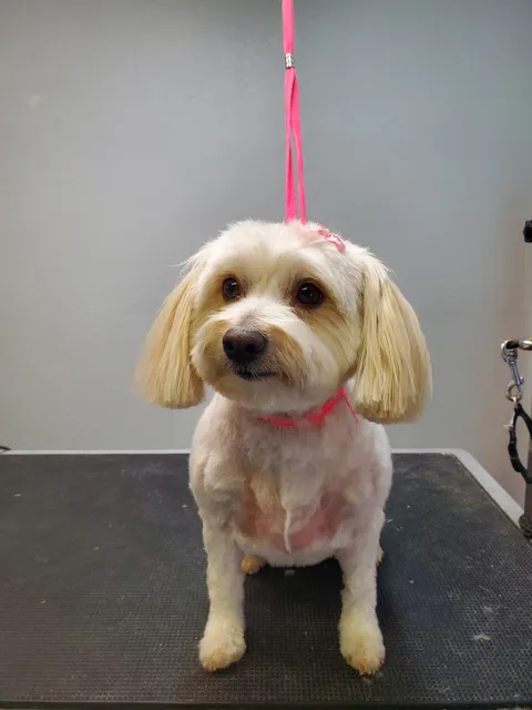 Paws and Effect Grooming