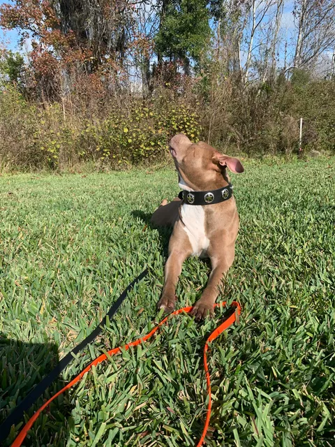 New Bedford Harness & Boot