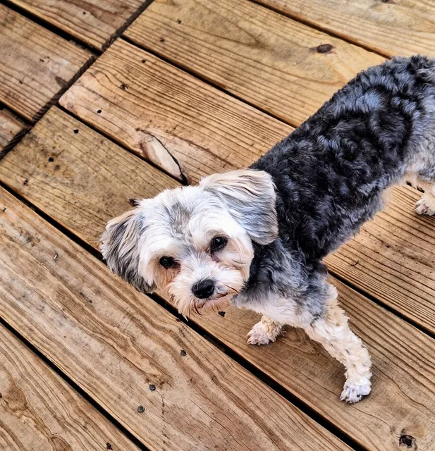 Heavener Animal Clinic