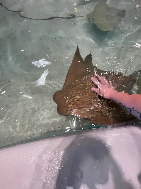 Stingray Reef