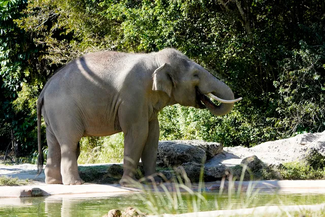 Asian Riverlife Exhibit