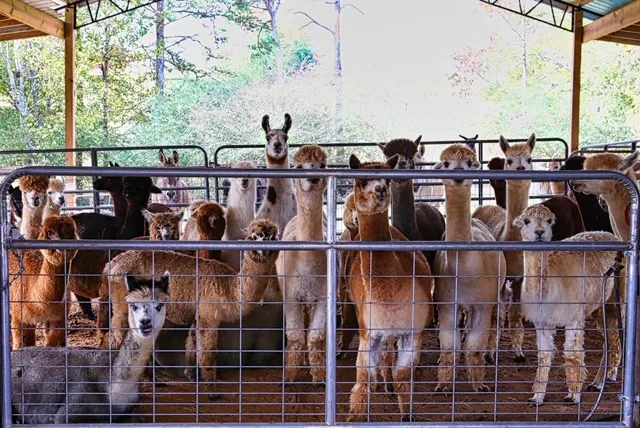 TMMA Farms & Sanctuary