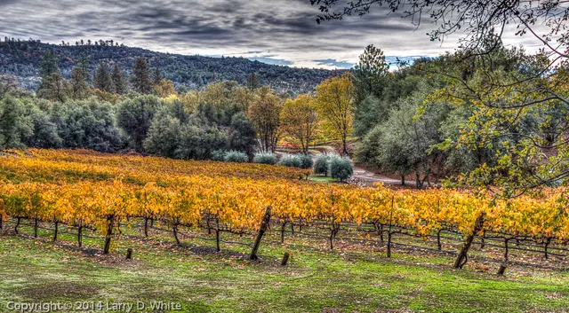 Broll Mountain Vineyards