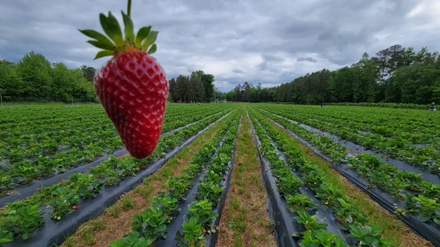 LCCL Strawberry Farm LLC