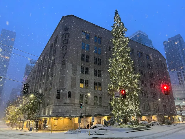 Seattle's Giant Sequoia Tree