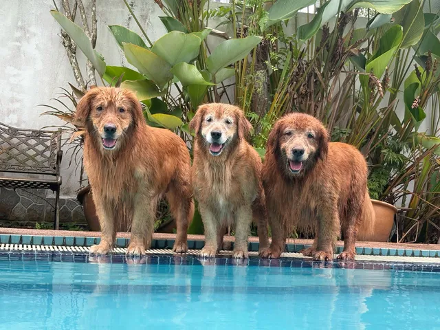 The Home Of Golden Retrievers Malaysia