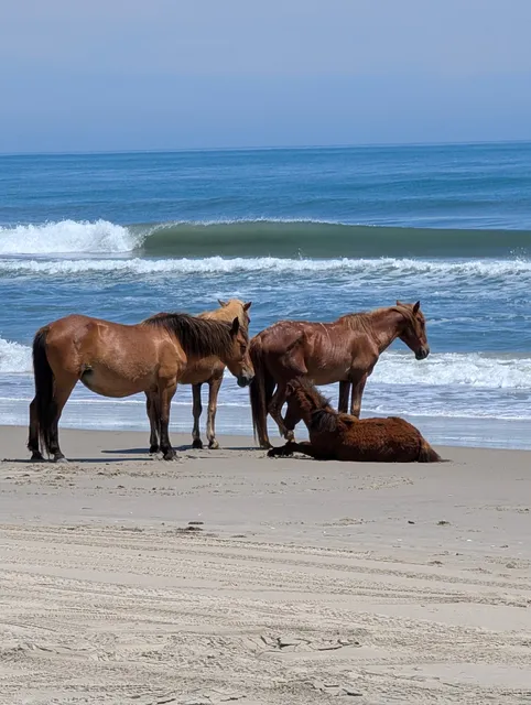 Bob's Wild Horse Tours