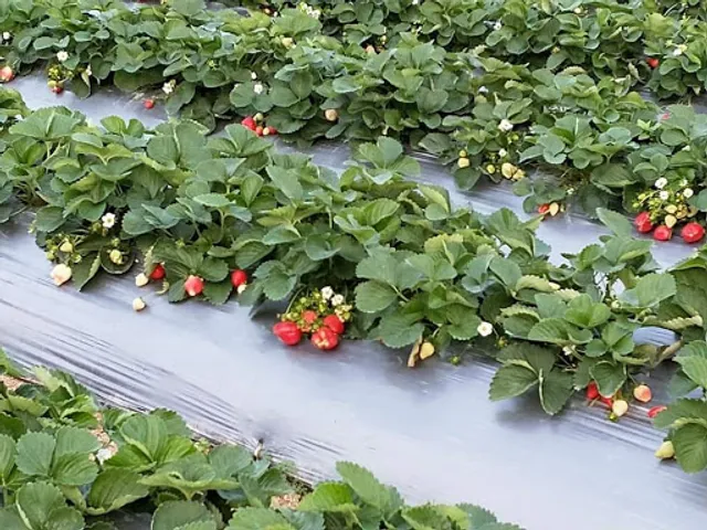 富士草莓農場（大湖草莓）