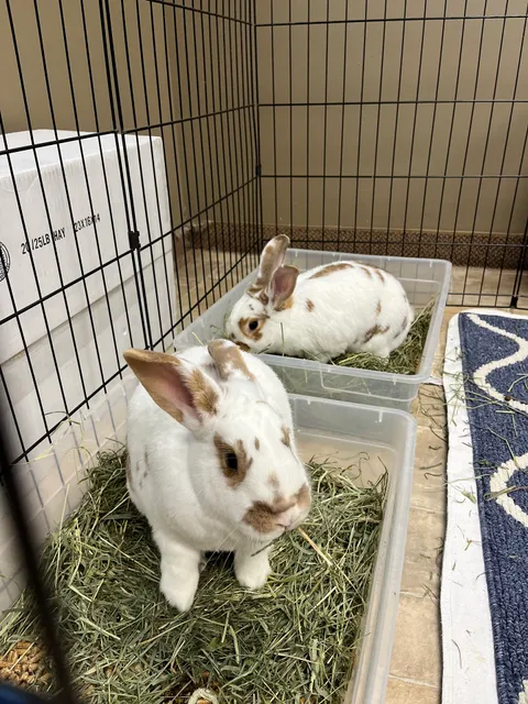 Ohio House Rabbit Rescue