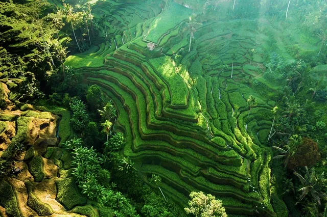 Mupu Rice Terrace