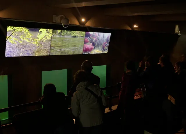 Ballard Locks Fish Ladder