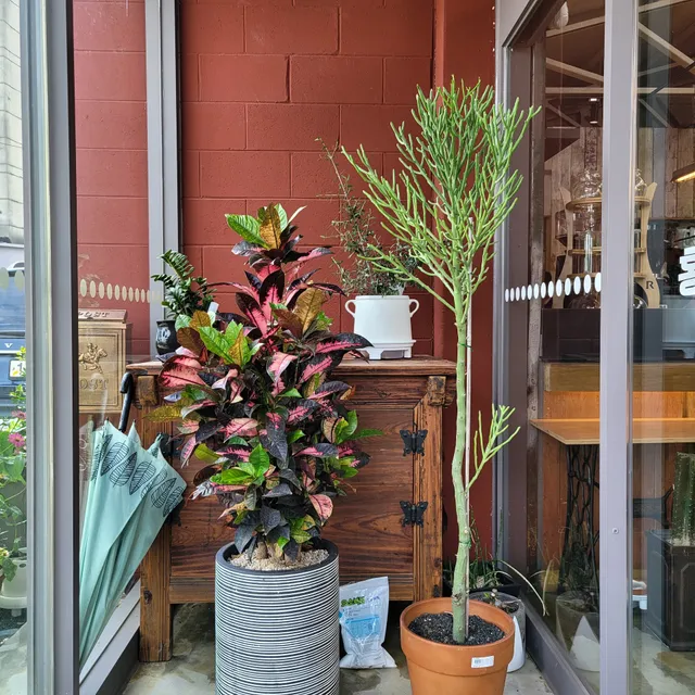 photo-2