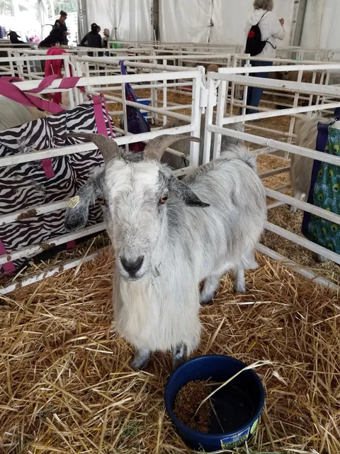 Oregon Flock & Fiber Festival