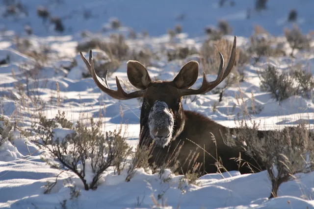 Wildlife Expeditions of Teton Science Schools