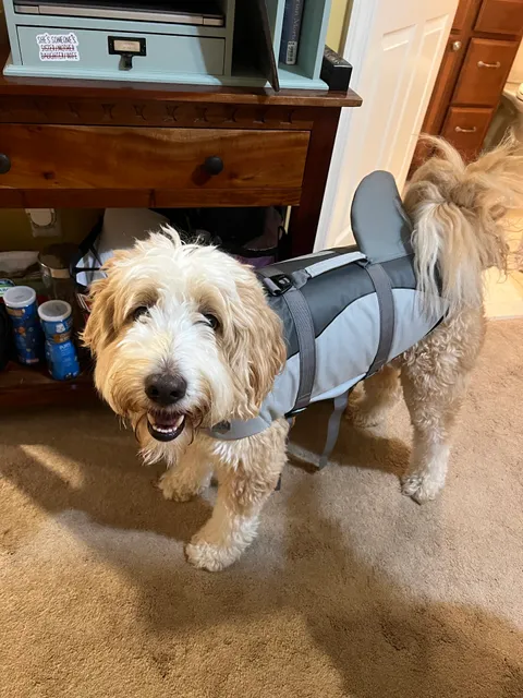 Frenchie Tale Pet Boutique