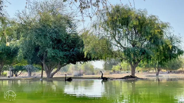 Flamingo lake I Spot