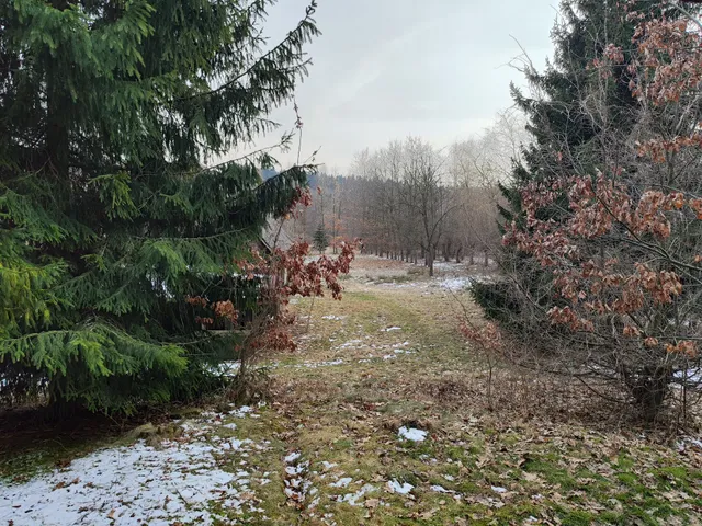 Na Wyraju, Trzcianka