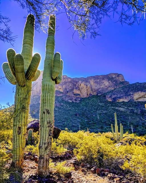 Santa Catalina Mountains