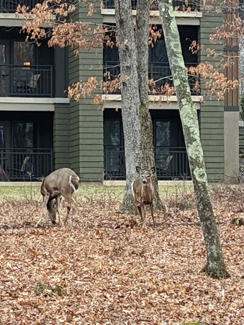 Woodloch Pine Resorts