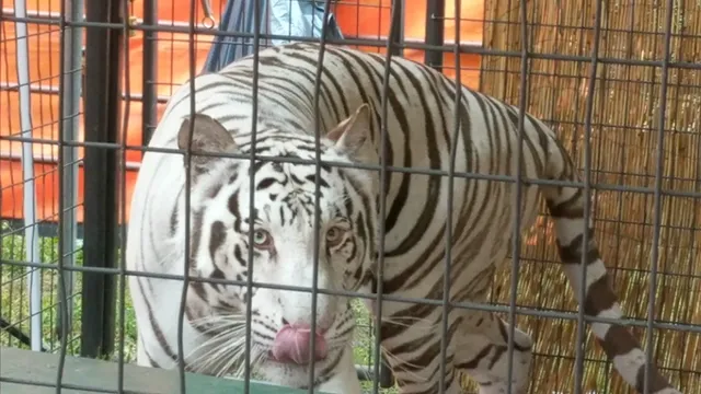 Crow Wing County Fair & Rodeo grounds