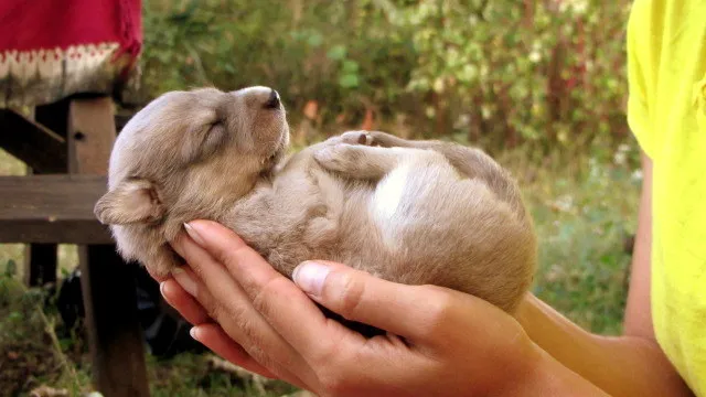 Mbwa Wa Africa (Dogs of Africa) Animal Rescue & Veterinary Clinic