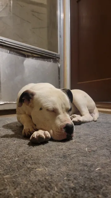 Humane Society of Lincoln County