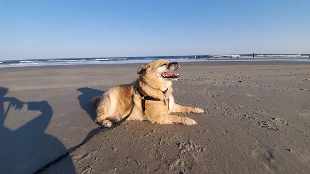 Wildwood Dog Park & Beach
