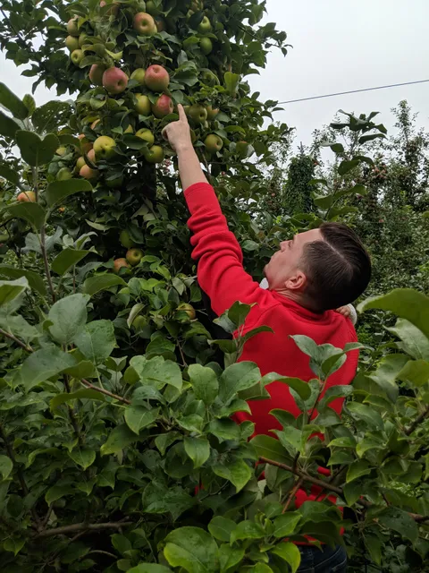 Apple Picking (Soons Orchards)