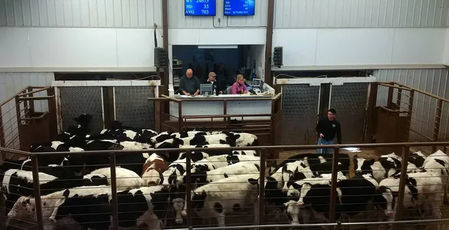Pipestone Livestock Auction Market