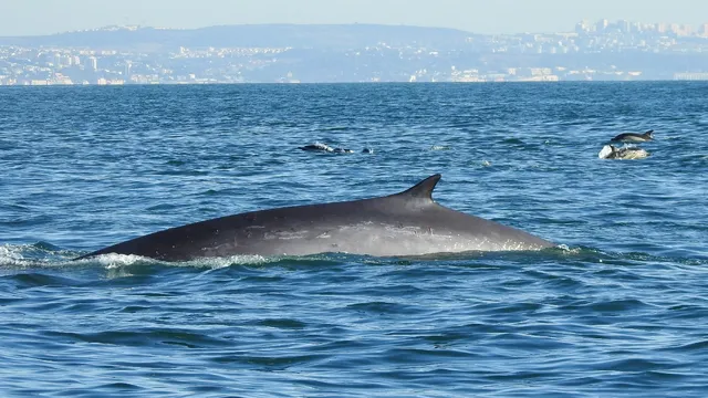 SeaEO Tours 🐬 🦩