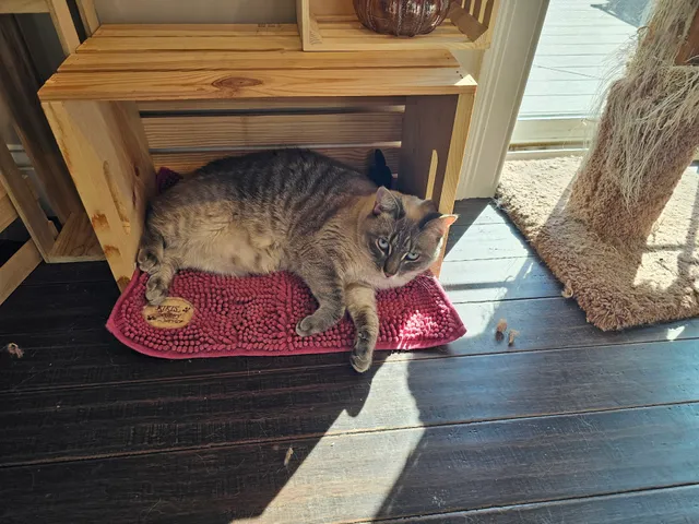 Sterling Shelter Clinic