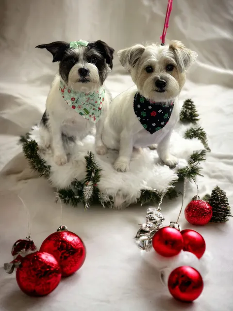 Purrfectly Pampered Pet Spa LLC.