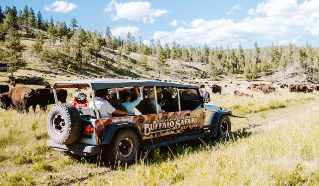 Buffalo Safari Jeep Tours