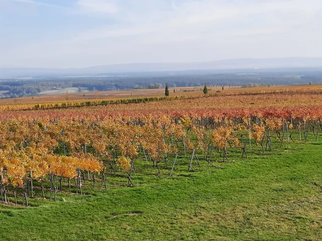 Ferien- und Winzerhof Ute Braun