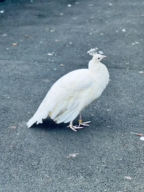 Peacocks in Pittencrieff Park