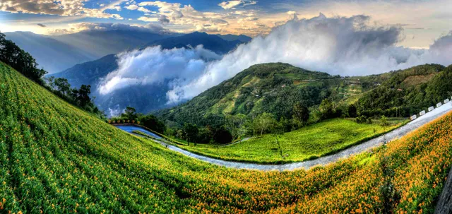 Taimali Daylily Mountain Recreational Agriculture